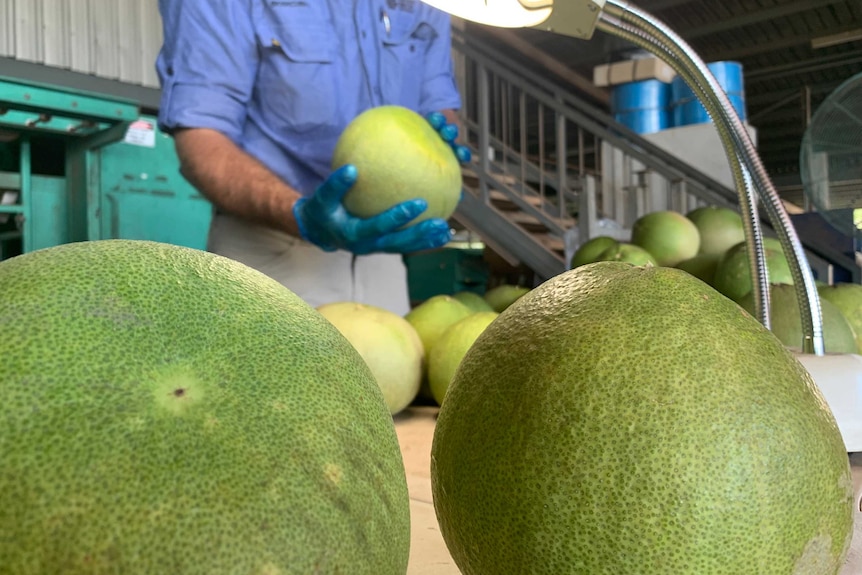 Pomelos getting checked by biosecurity staff