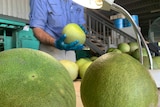 Pomelos getting checked by biosecurity staff