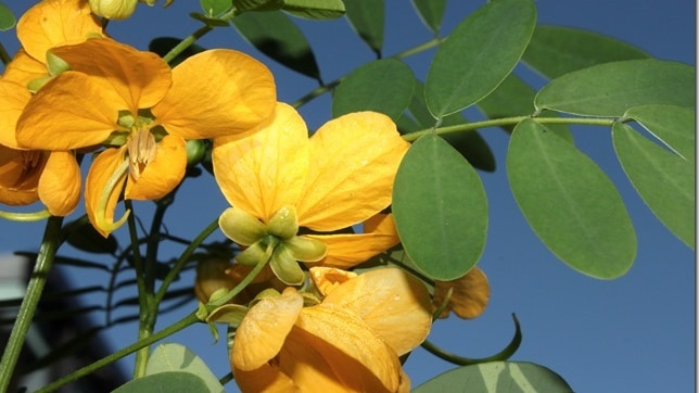 Senna acclinis