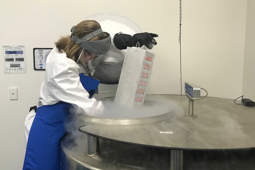 A woman in protective clothing and mask opens the special liquid nitrogen cryotank.