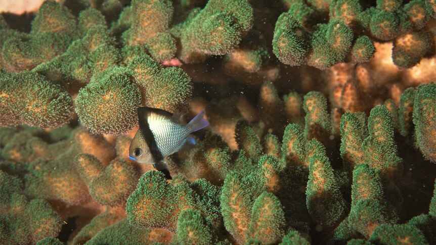 A Headband Humbug sheltering in a colony of Pocillopora aliciae coral off Manly.