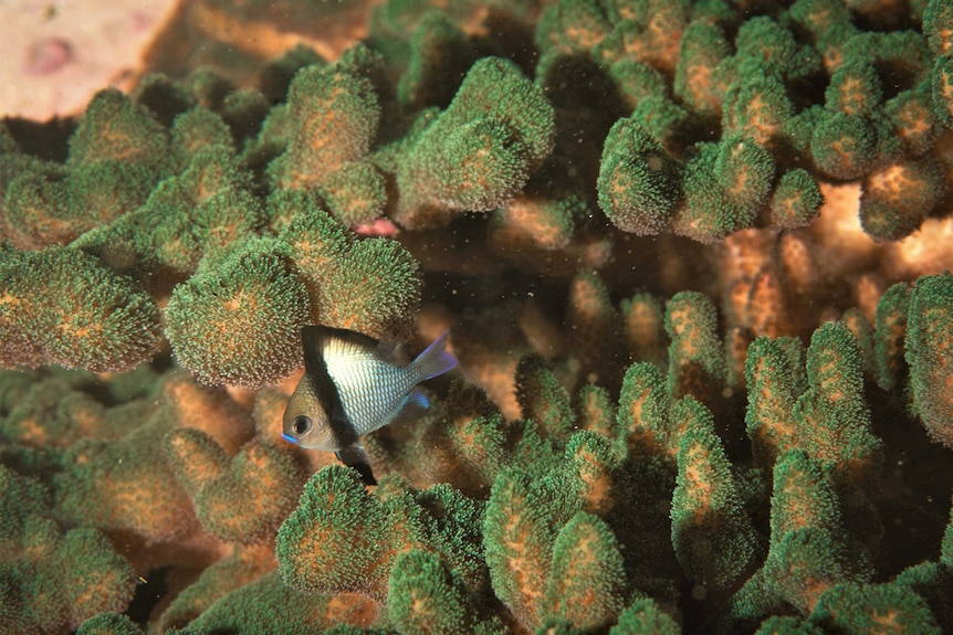 A Headband Humbug sheltering in a colony of Pocillopora aliciae coral off Manly.