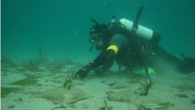 A diver inspects hessian bags used for seagrass restoration.