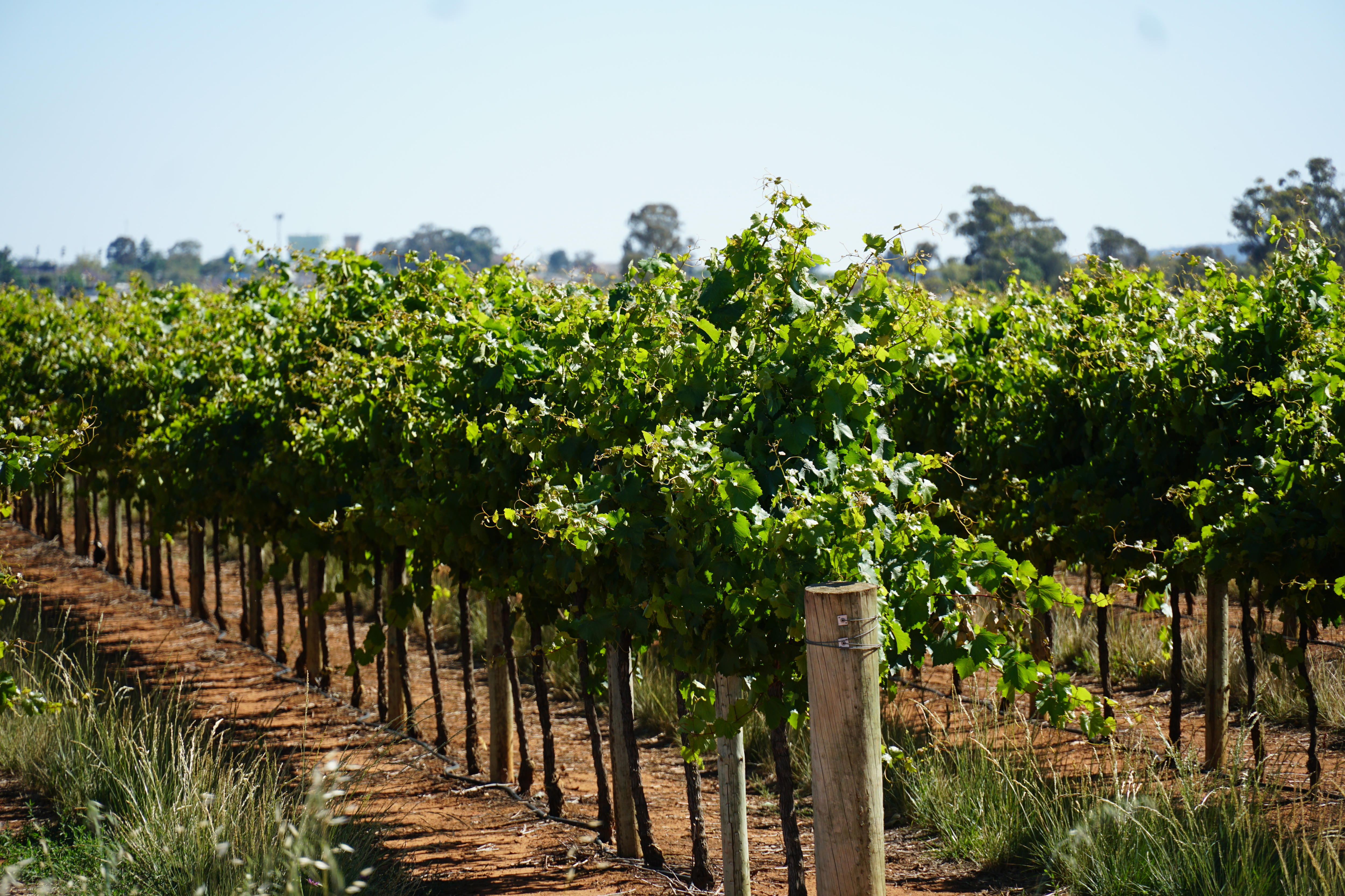 Rows of vines at a vineyard under a blue sky.
