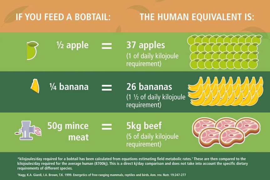 Bobtail feeding advice chart