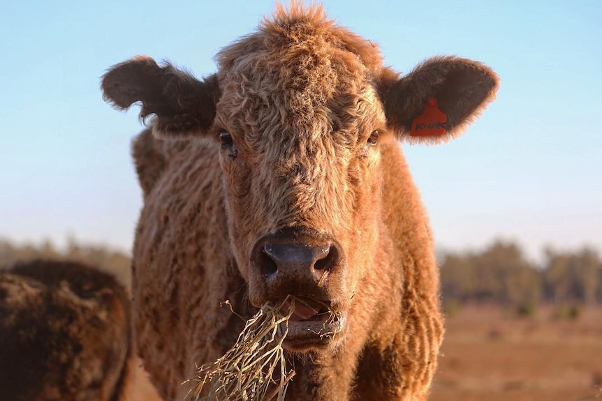 Reddy brown cow chewing on some hay and looking hauntingly straight into the camera