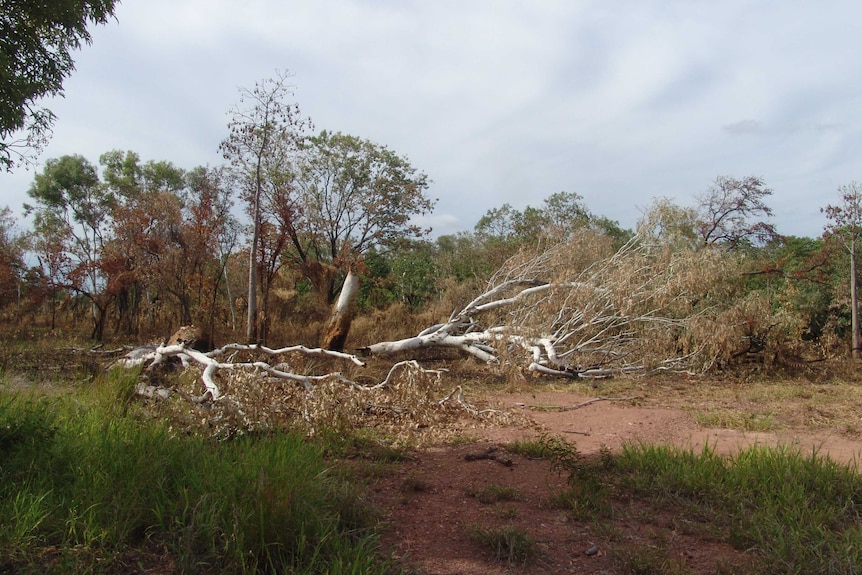 Jilman site damage