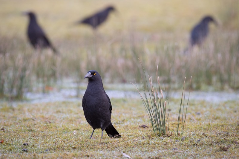 Currawongs stand in a field at Mount Field National Park
