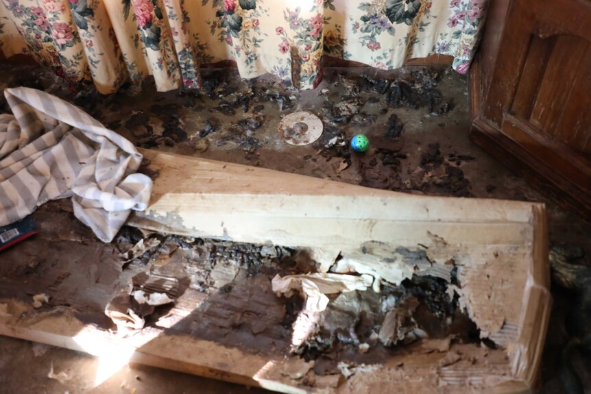 A destroyed box surrounded by droppings, with a curtain in the background.