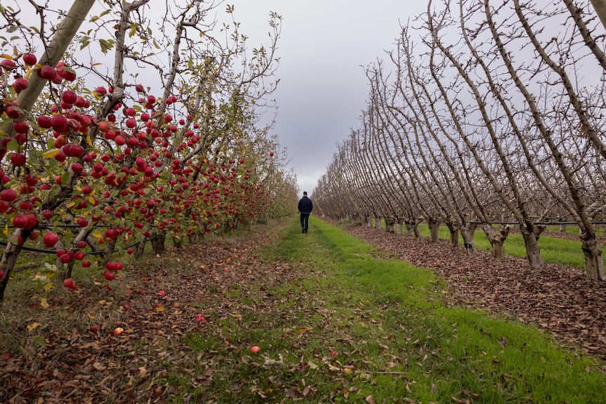 Man walks between fruit trees on an orchard.