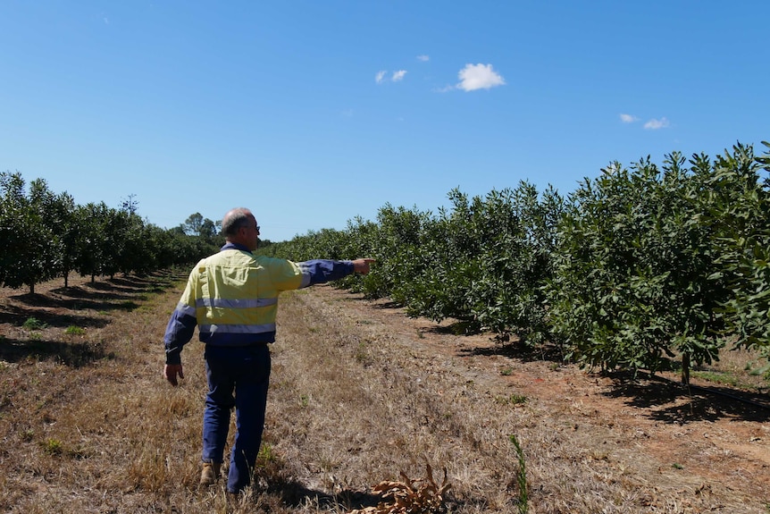 A man in hi vis clothing walks down between two rows of macadamia trees, pointing at one row.