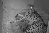 Cheetah cubs born at Monarto