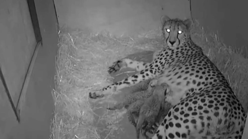 Cheetah cubs born at Monarto
