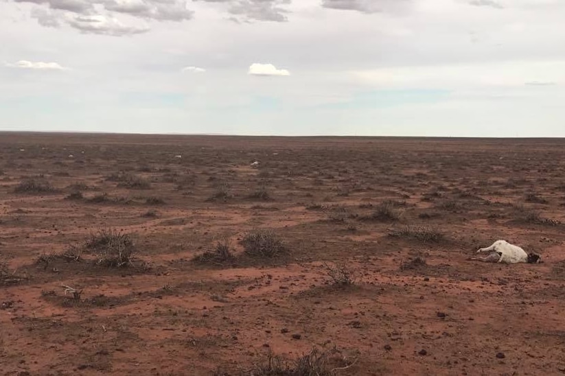 A close image of one dead goat laying on the red dirt whit a number of other dead goats in the background