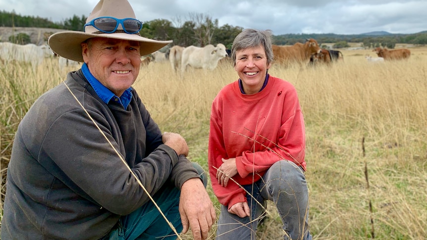 Two people kneel down in a paddock with cattle.