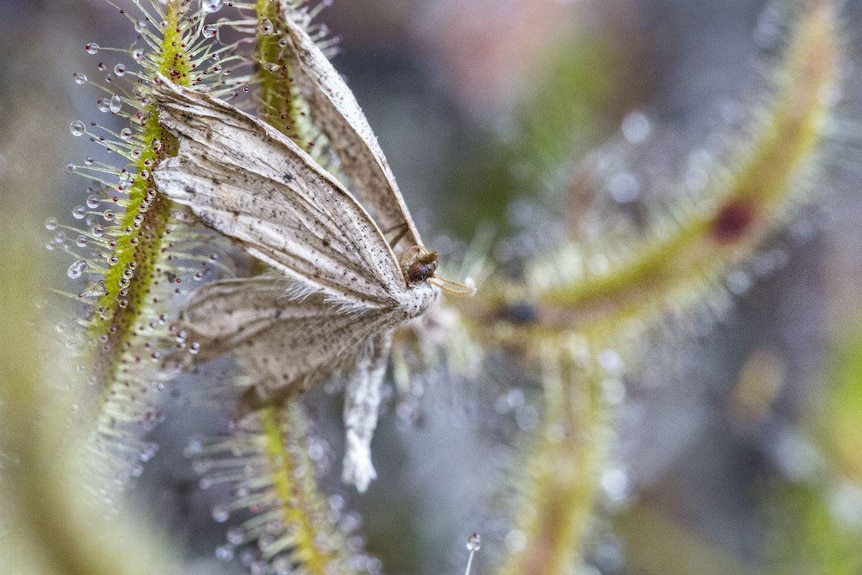 A grey speckled moth hangs by the tips of its wings from a plant covered in clear droplets.