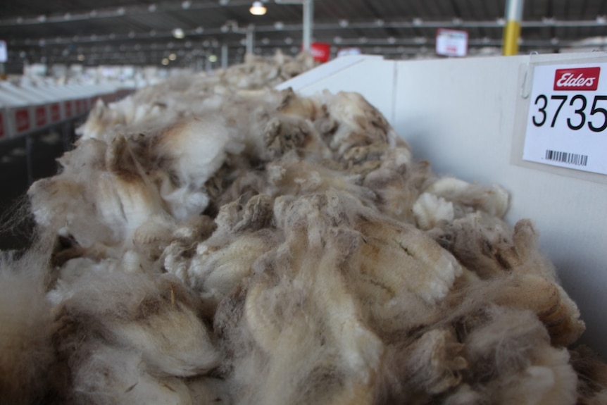 Wool fleeces in a display box inside a warehouse