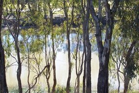 Murray River Red Gum National Park in Southern New South Wales.