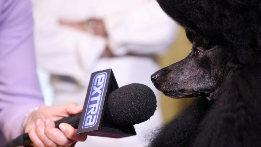 A poodle with a microphone in their face 