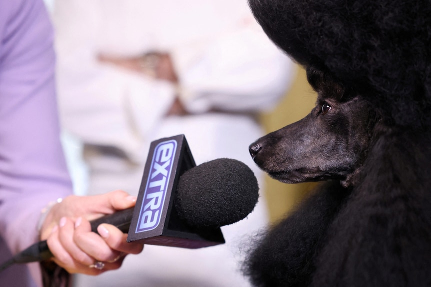 A poodle with a microphone in their face 