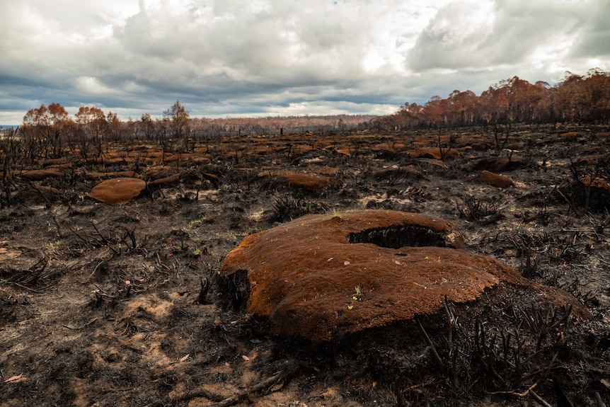 Burnt-out cushion plants in the Central Plateau Wilderness World Heritage Area