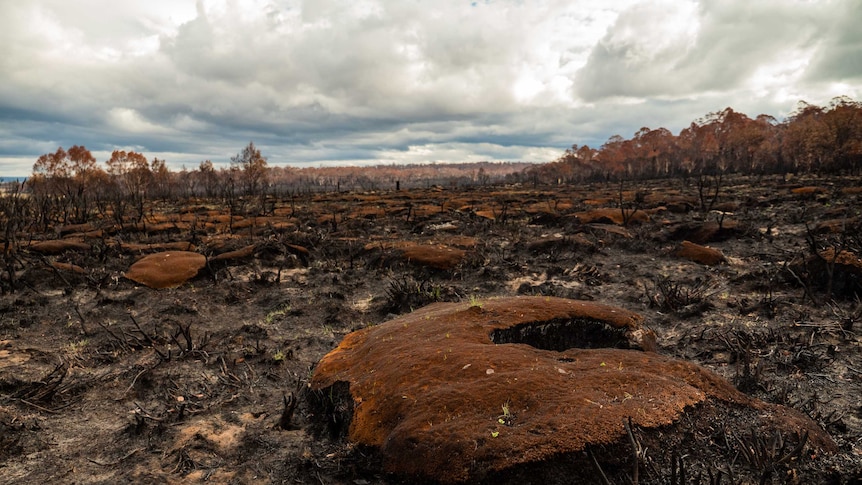 Burnt out cushion plants in the Central Plateau Wilderness World Heritage Area