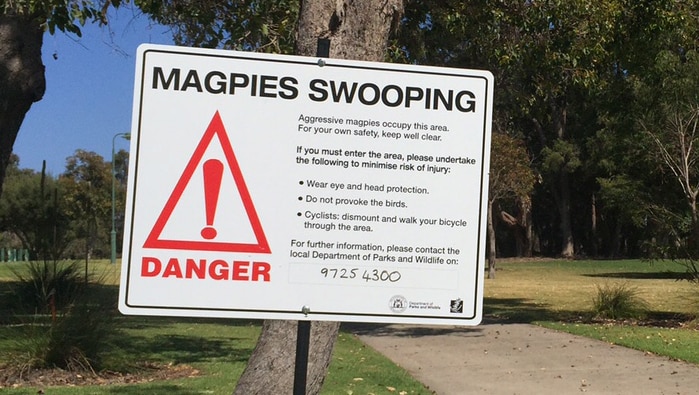 Magpies killed