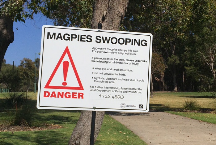 Magpie swooping warning sign
