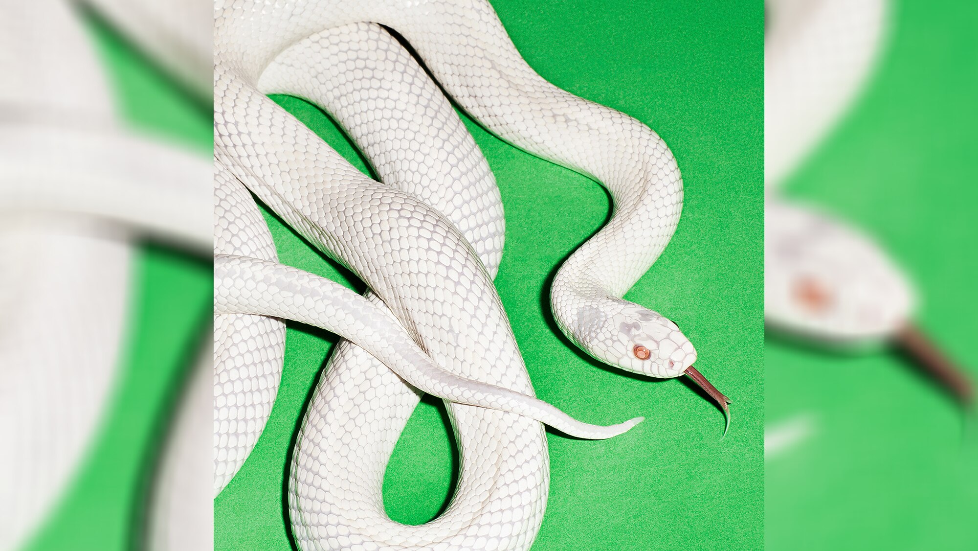 A coiled, white snake with tongue hissing, sits atop a bright green background.