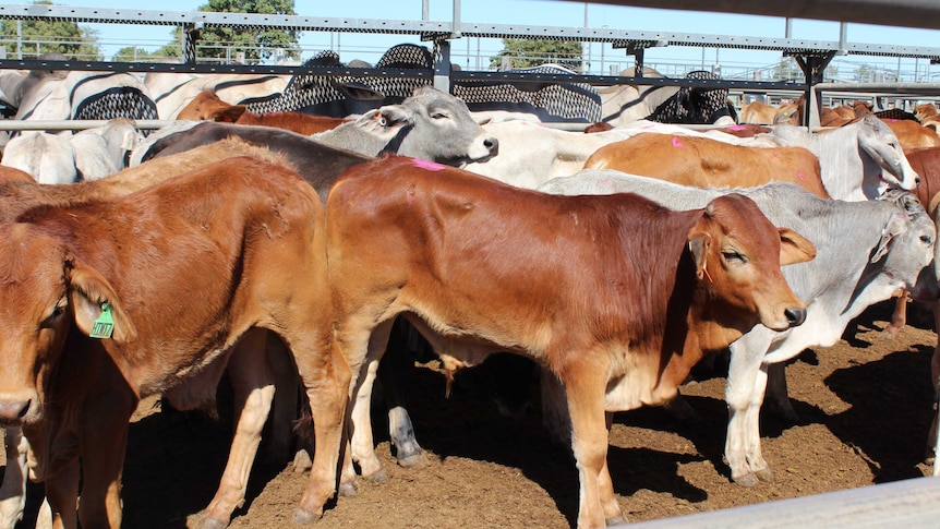 Young cattle in the saleyards in Charters Towers, north Queensland.