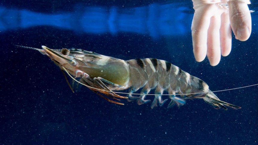 Breeding prawns