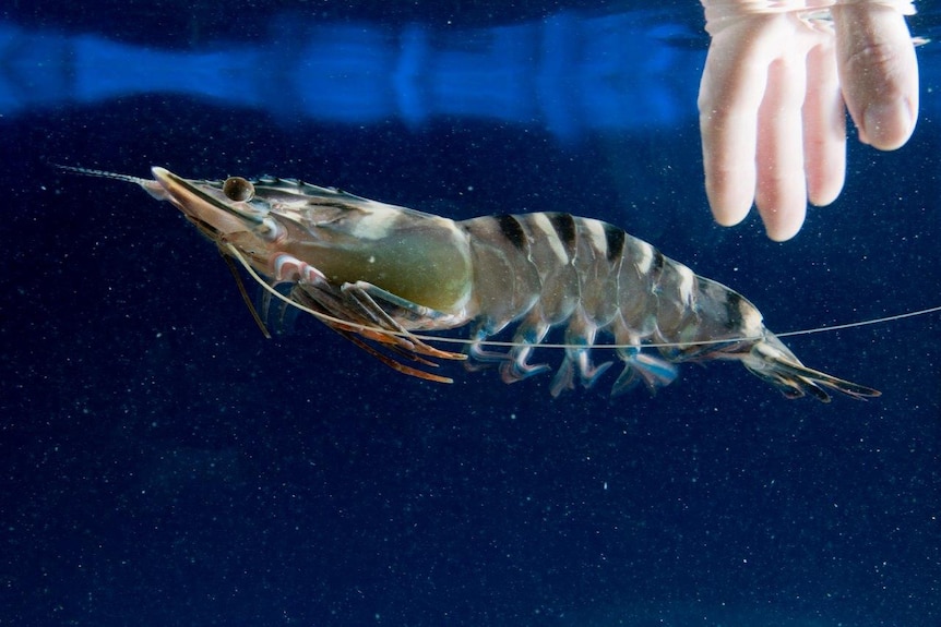 A prawn swims in a tank. A hand with a surgical glove on it reaches into the water.