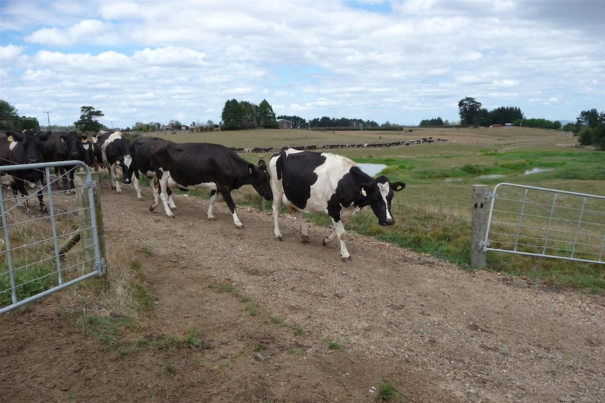 Dairy cows in NZ 2