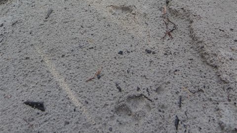 Line of paw prints of a feral cat on a track world heritage-listed Fraser Island off south-east Queensland