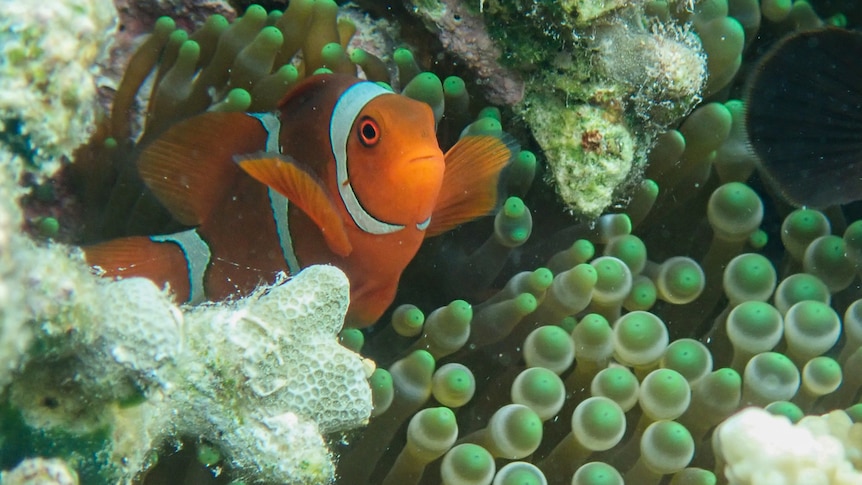 An orange and white striped fish peeks out from anemone