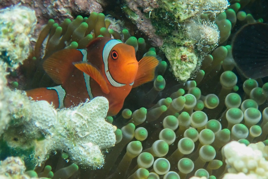 An orange and white striped fish peeks out from anemone