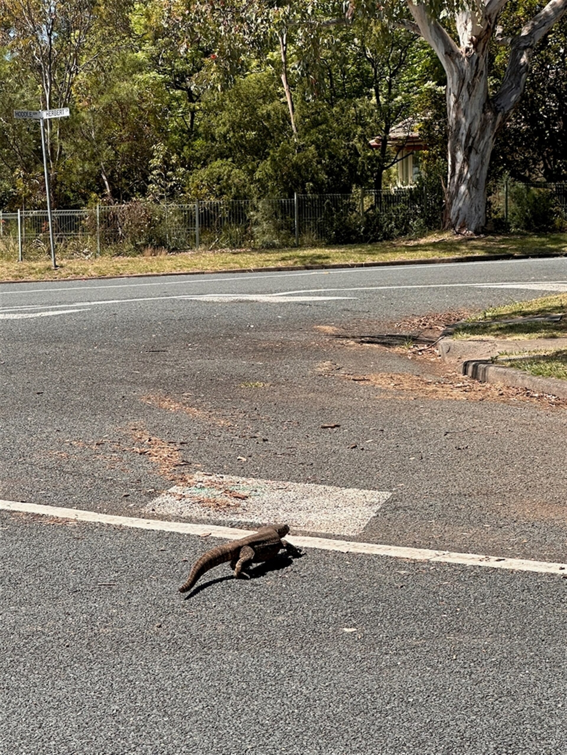 Un goanna cruza la calle.