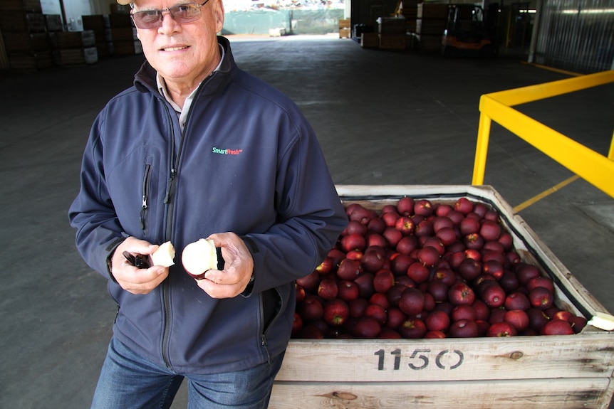Manjimup apple grower, Harvey Giblett