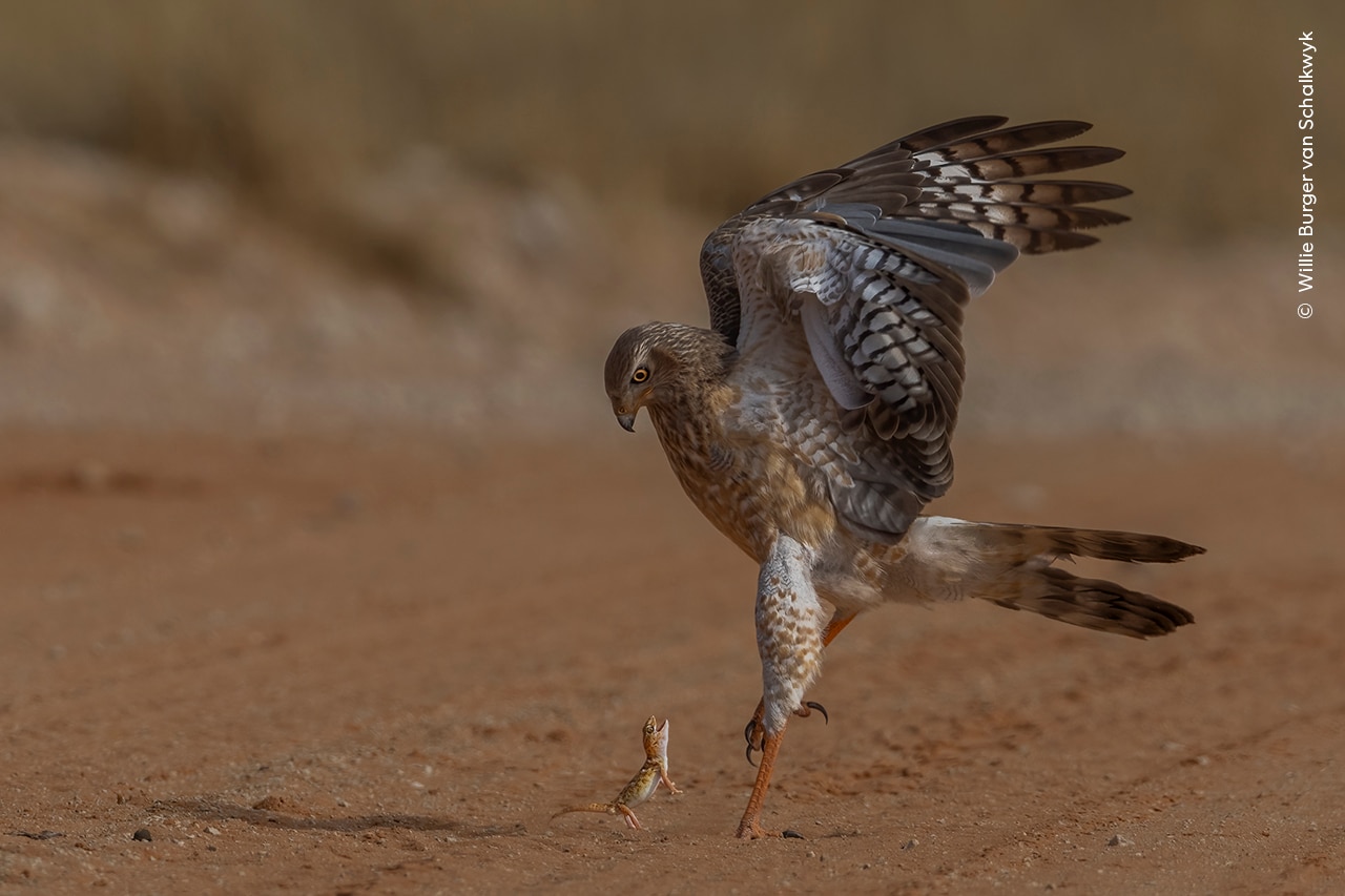 A giant ground gecko stands fast against a pale chanting goshawk