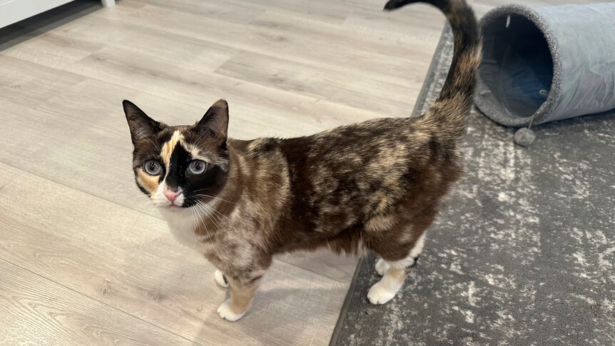 A calico cat standing up with its tail raised. 