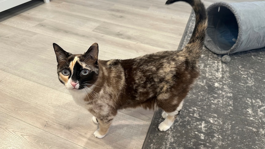 A calico cat standing up with its tail raised. 