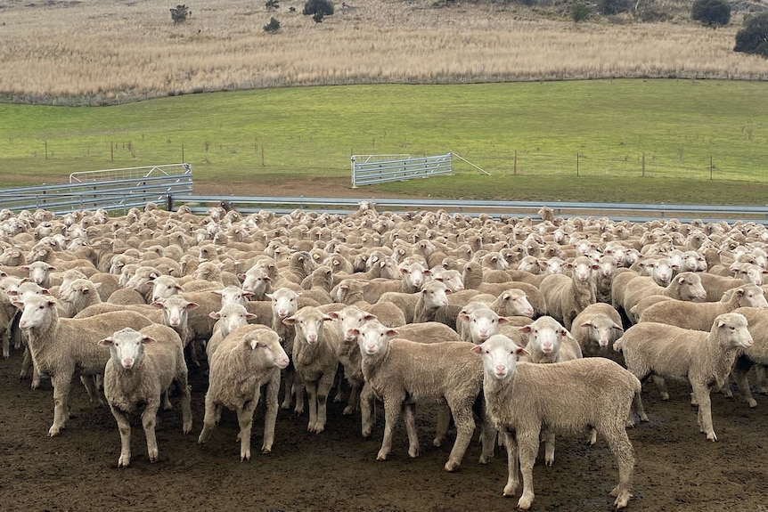 A mob of a merino sheep in a yard