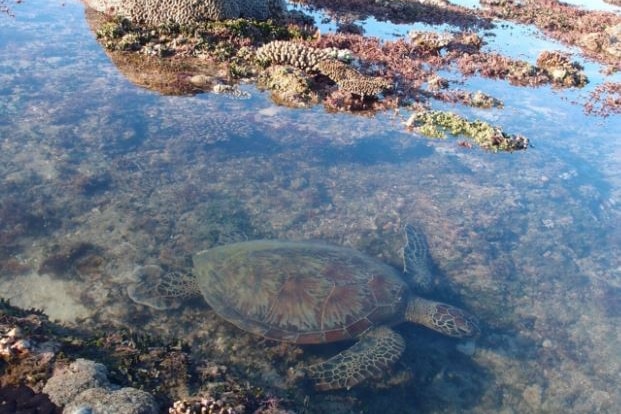 A photo of a hawksbill turtle in the intertidal zone in the Kimberley.