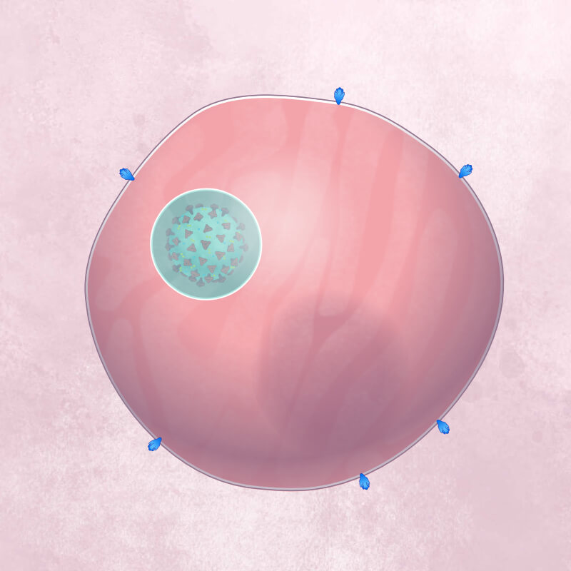 An endosome bubble inside a cell, containing a coronavirus particle, has turned green as it fills with hydroxychloroquine.