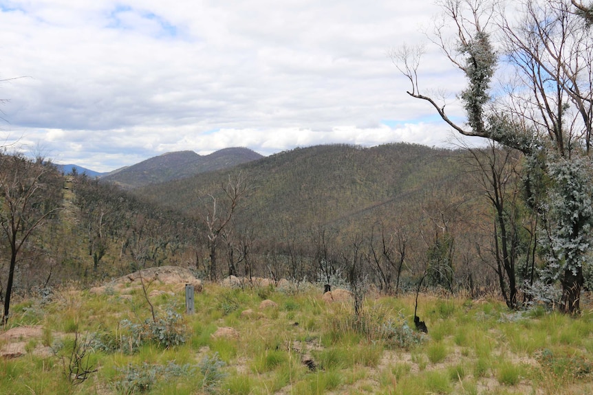 Green grass with a burnt-out valley in the background.