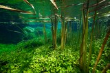 Underwater plants in a pond.