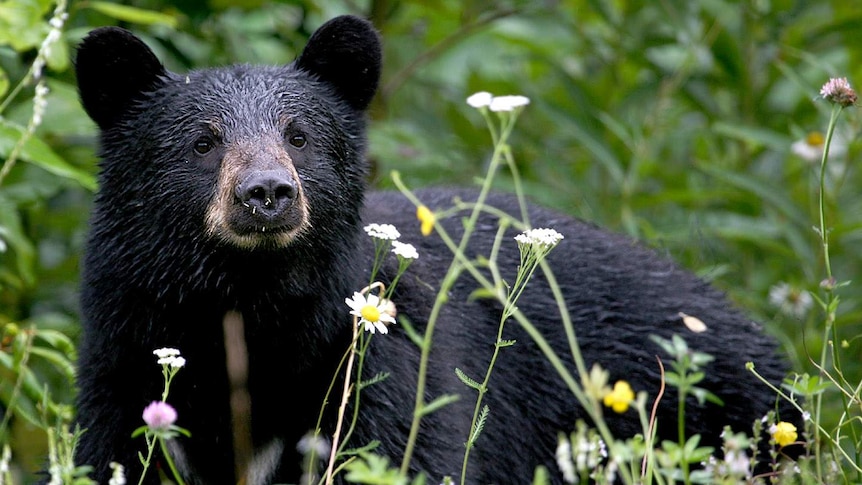 Black Bear