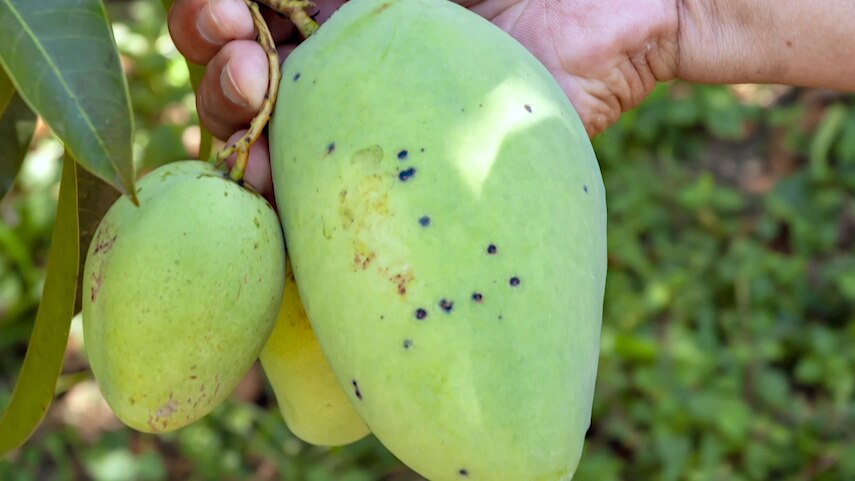 Anthracnose disease on mango fruit.