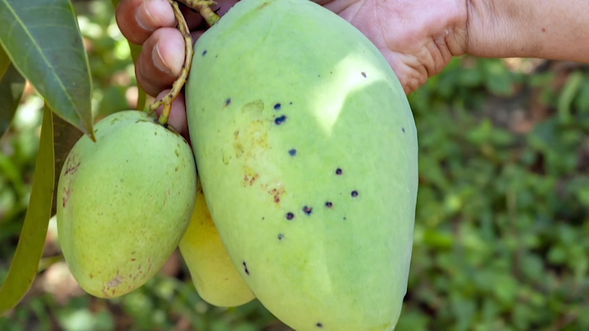 Болезнь антракноза плодов манго.