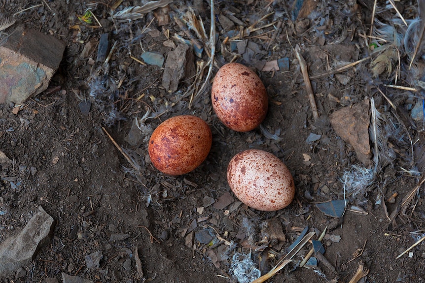 Three brown specked eggs lying close together, twigs and rocks surrounding them.